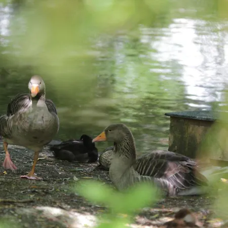 In Quend-plage Near Forest *